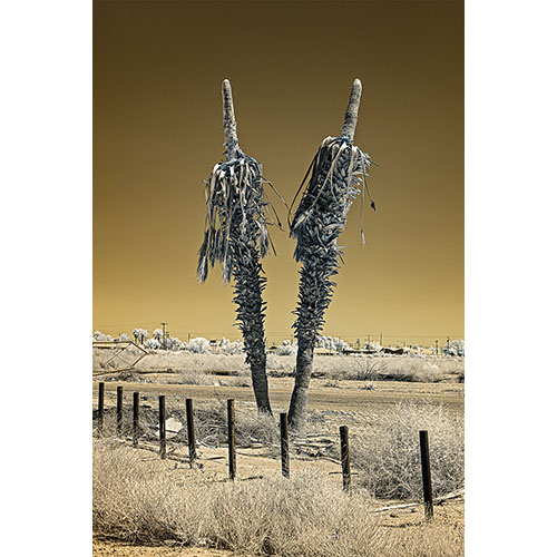 Bifurcation, Niland